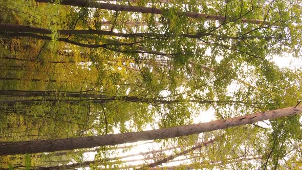 Vertical Video Autumn Forest with Trees in Ukraine Slow Motion