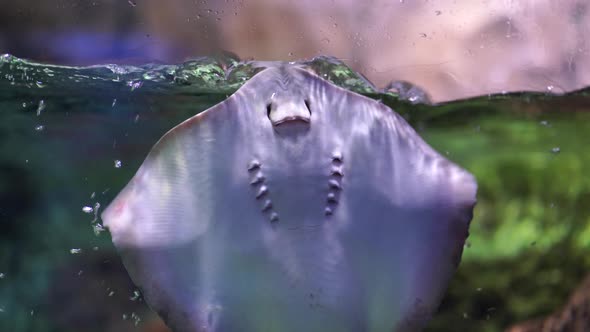 Small Stingray Swimming in an Aquarium