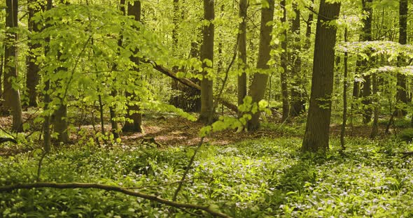 Forest Trees and Plants in the Woods with Sunlight Beaming Down on Leaves