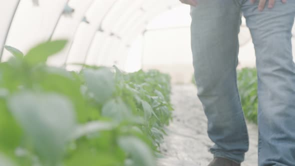 Low angle shot of basil greenhouse with farmer walking inside