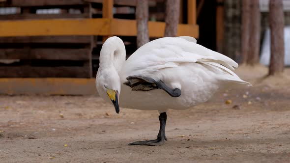 White Swan Scratch Paw on Farm