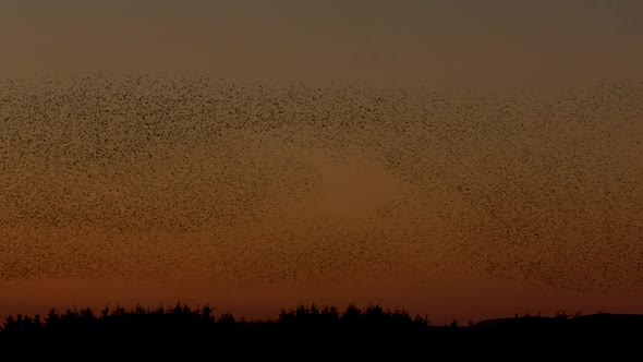 Incredible starling murmuration against the clear orange evening sky, spooked by a buzzard hunting,