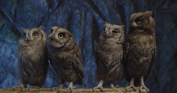 Four Cute Baby Owls Are Moving Their Heads, Curious Birds, Wildlife, 