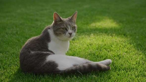 Tabby Cat Chilling in the Backyard Lawn on a Sunset Sitting in a Funny Pose