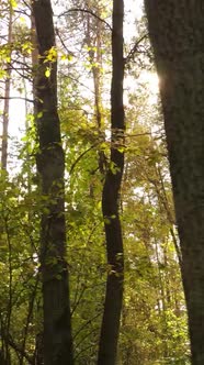 Vertical Video Forest with Trees in the Fall