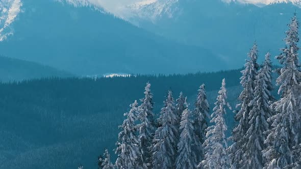 Tall Evergreen Pine Trees Swaying on Strong Stormy Wind During Heavy Snowfall in Winter Mountain