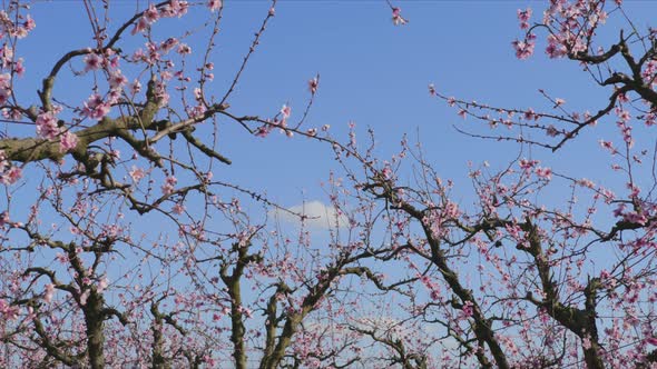 Blooming Plants Covered in Enchanting Whitish Pink Flowers