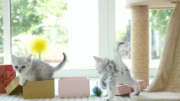 Cute Tabby Kitten Playing In A Gift Box With Christmas Decoration,Slow Motion