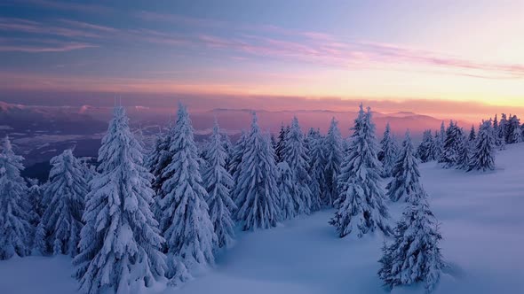 Aerial View of Frozen Forest Nature in Winter Mountain