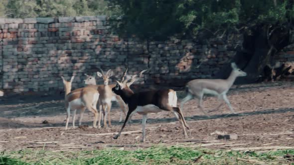 Cinematic shot of black buck running in national park.