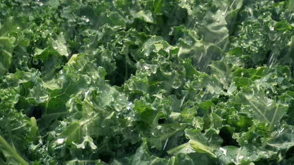 Washing Kale Veg Preperation Closeup