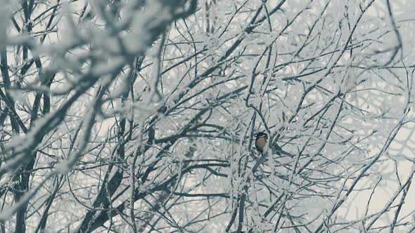 Titmouse Sits on Branch Covered with Fresh Snow Slow Motion