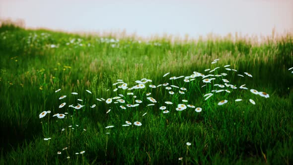 Grass on the Field During Sunrise