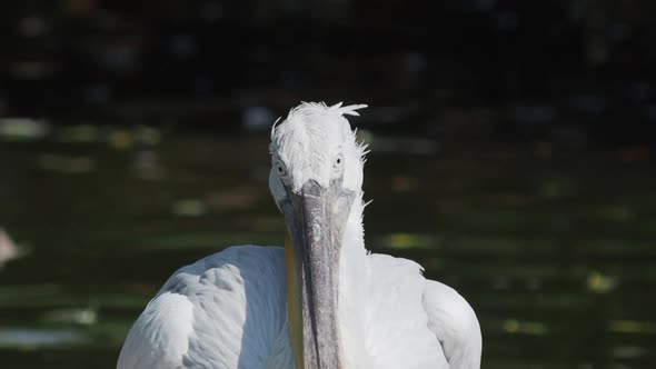 Close Up Portrait of Dalmatian Pelican, Pelecanus Crispus, Staring in Camera. Big Freshwater Bird