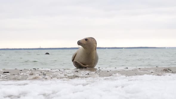 Young seal on beach, adult seals swimming by in background, snow/ice in foreground, Falsterbo Sweden