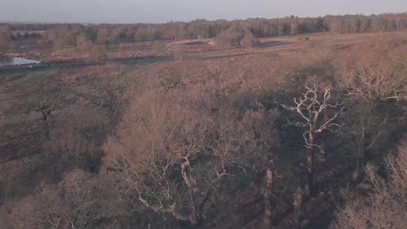 Richmond Park at sunrise in London, England, UK. Aerial drone view