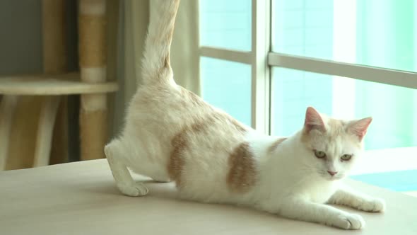 Cute cat lying on wooden table in living room