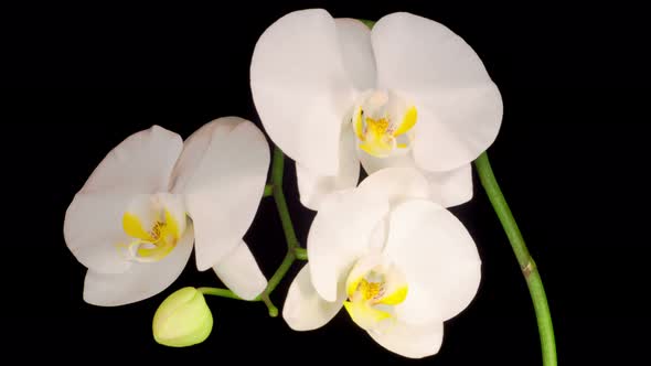 Blooming White Orchid Phalaenopsis Flower