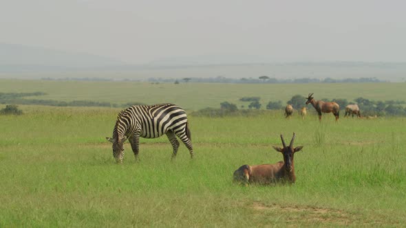 Plains zebra and Topi antelopes