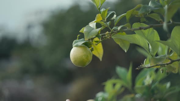 Slow Motion Closeup Video of a Woman's Hand Plucking a Lemon From a Tree