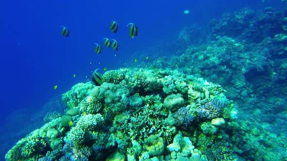 Butterfly Fish (Heniochus Intermedius) Close Up in the Red Sea Slow Mo