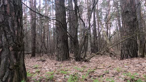 Forest with Pines with High Trunks During the Day