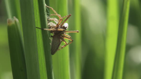 Spider Hunts For A Small Fly