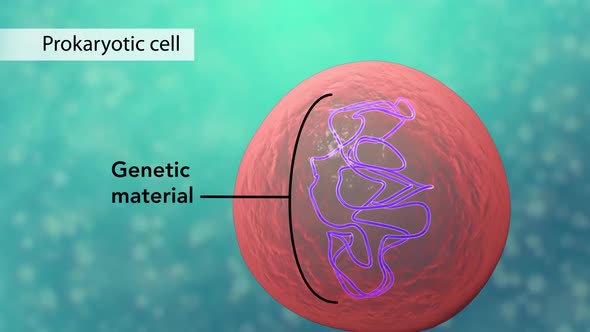 All chromosomal DNA is stored in the cell nucleus, separated from the cytoplasm by a membrane