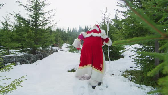 Santa Claus walking between coniferous trees