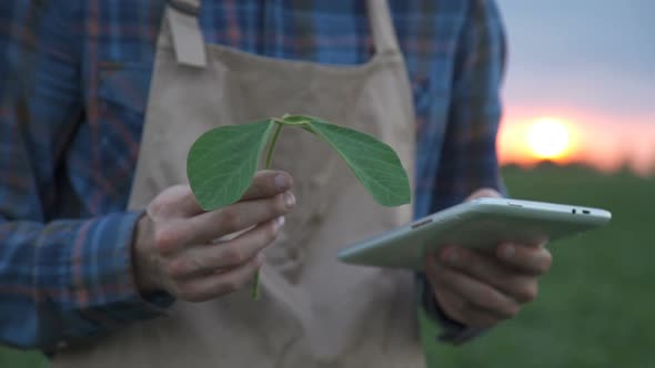 Young Farmer Walking in a Soybean Field and Examining Crop.