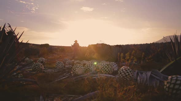 Men working in agave field 