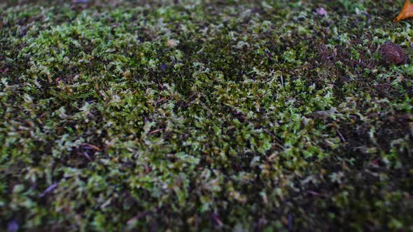 Slow tracking shot of moss carpeting on garden wall