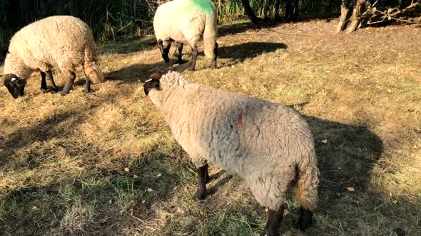 Sheep in the meadow on a sunny day