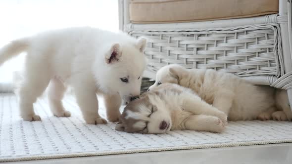 Cute Siberian Husky Puppies Playing In A Room