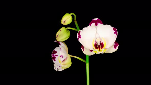 Blooming White Orchid Phalaenopsis Flower