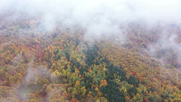 Wild Forest In Spectacular Autumn   Aerial Views