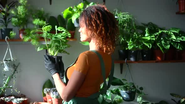 Home and Plant View of Woman Taking Care of Green Houseplant in Living Room Spbd