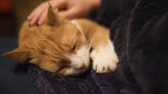 Moving Paws of Cute Large Mature Ginger Cat Lying Down on Female Lap on Sofa