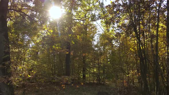 Forest with Trees in the Fall During the Day