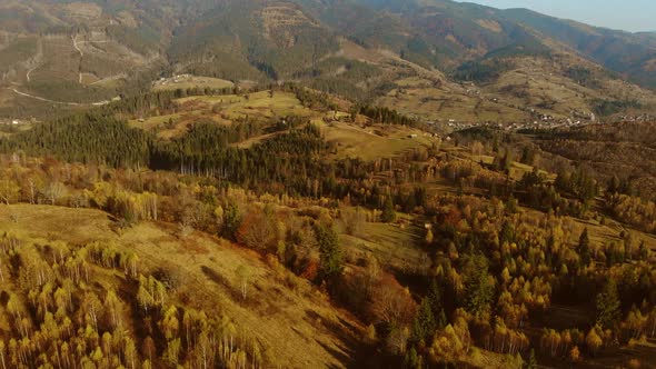 Aerial Drone View: Flight over pine, spruce and deciduous tree forest in mountains