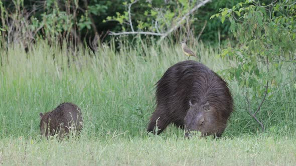 baby and adult Capybaras grazing relaxed, while a Cattle tyrant bird rests on it. Slow motion