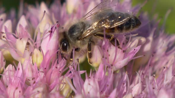 Pretty honeybee in pink flower looking for nectar during pollination process - macro close up