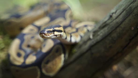 A Mesmerizing Royal Python Gaze