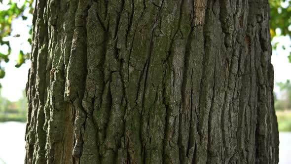 Hitting On A Horizontal Panoramic Scene Of Oak Bark.