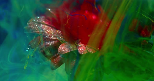 Abstract Art, Colorful Ink Is Flowing Around a Flower Under Water, 