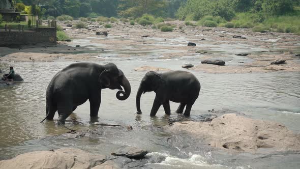 Elephants are Playing in the River in Sri Lanka