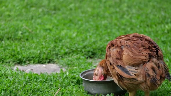 Cute Chicken Drinks Water in the Yard