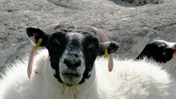 A Blackface Sheep Chewing in a Field in County Donegal  Ireland