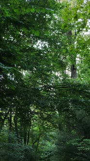 Vertical Video of a Beautiful Natural Landscape in the Forest During the Day