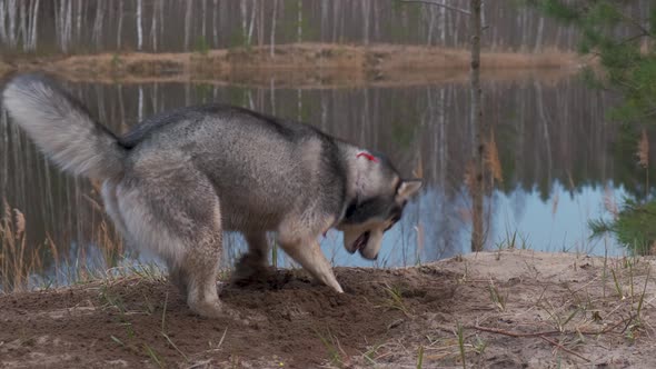 Husky digs a hole with dapami on the shore of a forest lake at sunset